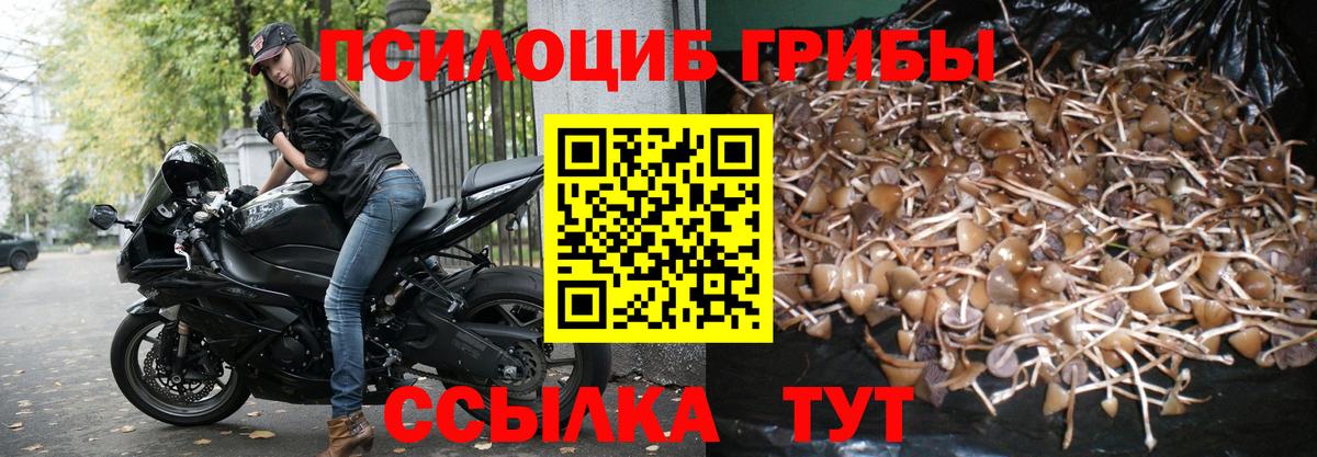 Галлюциногенные грибы Psilocybe Гудермес